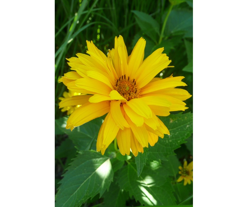False Sunflower